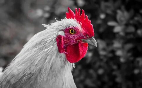 Chicken телефон