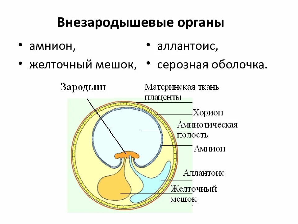 Появление амниона и других зародышевых оболочек. Серозная оболочка аллантоис амниотическая оболочка. Хорион аллантоис. Функции хориона аллантоиса желточного мешка. Строение зародыша хорион амнион.