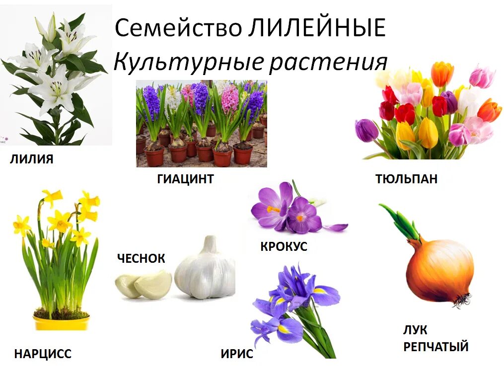 Однодольные растения семейства Лилейные. Декоративные растения семейства Лилейные. Представители однодольных лилейных растений. Семейство Лилейные примеры растений.