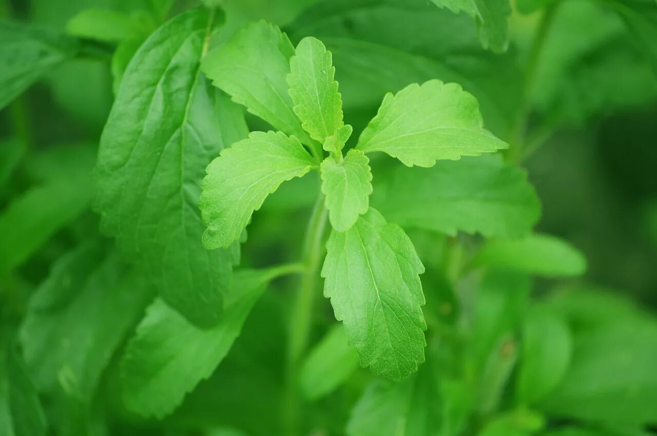 Стевия медовая. Stevia rebaudiana растение. Стевия усимлиги. Stevia rebaudiana Bertoni.