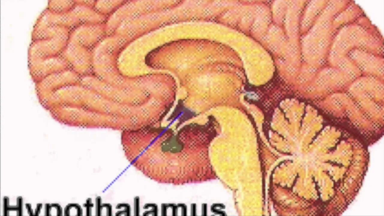 Центр голода в головном мозге