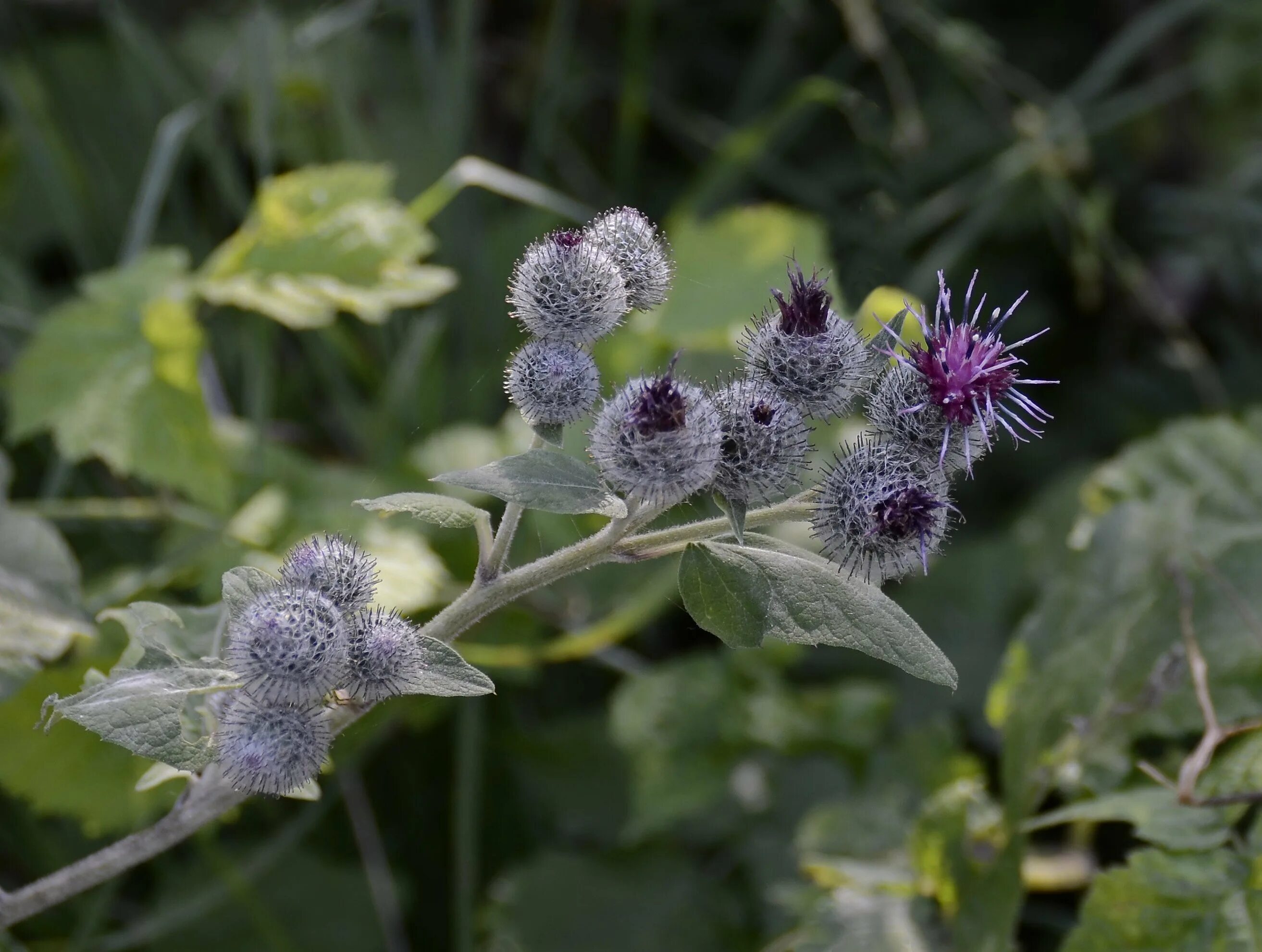 Цвет лопуха. Репей лопух. Репейник медонос. Arctium tomentosum. Лопух большой репейник.