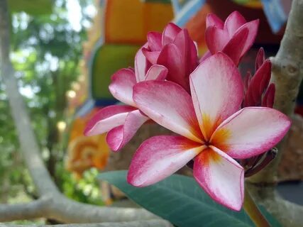 File:Plumeria rubra flower in jaffna.jpg. 
