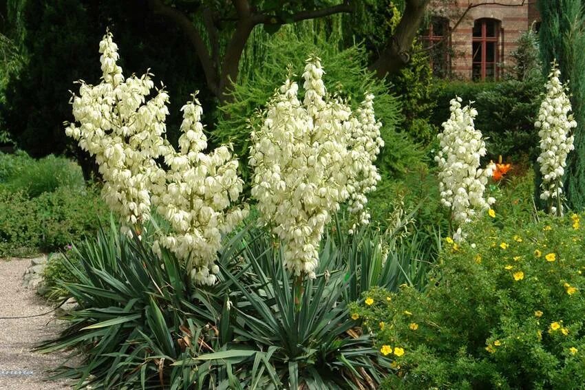 Садовые цветы юкка. Юкка нитчатая. Цветок Юкка нитчатая. Юкка нитчатая Садовая. Юкка_Садовая #Юкка_нитчатая.