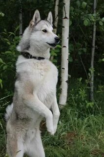 Собаки лайка волк