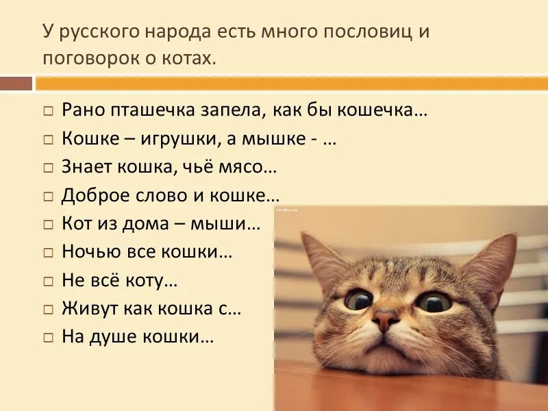 Игра в слова кошки. Пословицы и поговорки про котов. Поговорки о котах. Пословицы о котах и кошках. Пословицы и поговорки о кошках.