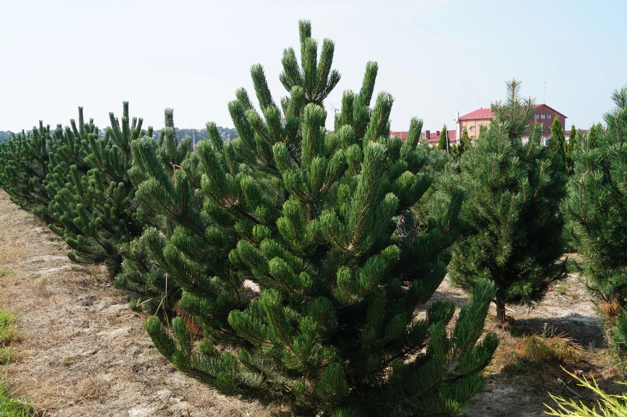 Сосна нигра описание. Сосна Pinus nigra. Pinus nigra Oregon Green. Сосна черная Австрийская (Pinus nigra). Сосна черная Пирамидалис.