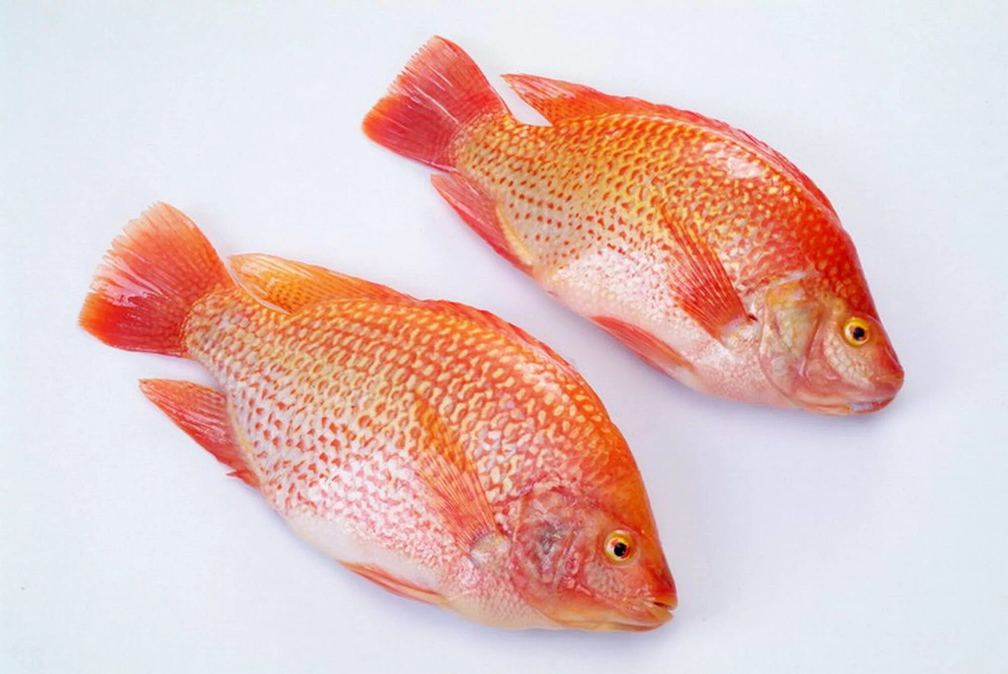 Морская рыба тилапия. Красная тилапия. Тилапия красная рыба. Живая рыба тилапия.
