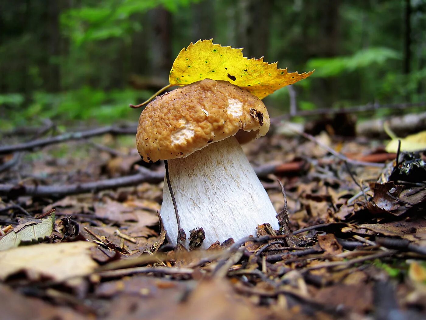 Осенние грибы. Белый гриб. Осень грибы. Грибы в осеннем лесу. Белый гриб в природе