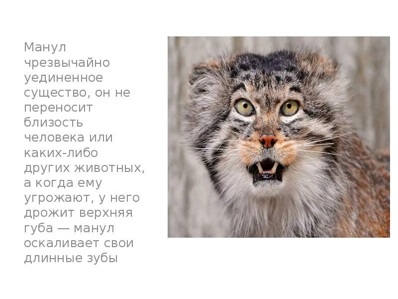 Манул реферат. Кот манул красная книга. дикий лесной кот манул. дикий кот манул рассказ. манул размеры и вес.
