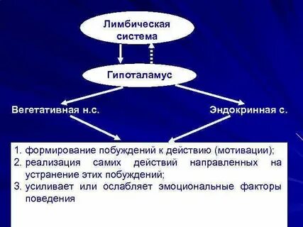 Гипоталамус лимбическая система
