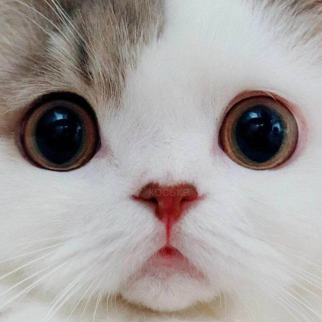 Милая улыбка милые глаза мадам вы. Котик с большими глазами. Няшный котик. Милый котик с большими глазами. Милые глаза.