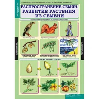 Наглядное пособие по окружающему миру