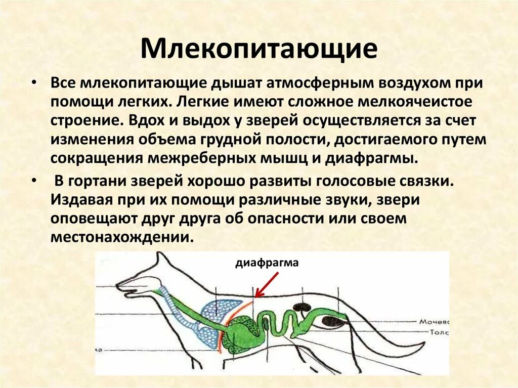 Внутреннее строение млекопитающих конспект. Класс млекопитающие общая характеристика. Характеристика класса млекопитающие. Общая характеристика млекопитающих презентация. Общая характеристика класса млекопитающие 7 класс.