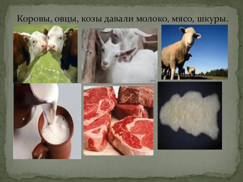 Молоко полученное от коровы 5. Мясо и молоко. Польза домашних животных. Коровы овцы козы. Коза шерсть молоко мясо.