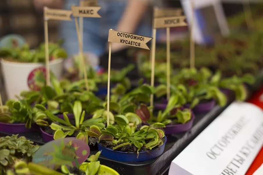 Контактная выставка хищных растений. Хищники среди растений. Выставка растений и насекомых воронеж. Выставка экзотических растений. Выставка растений и насекомых воронеж.