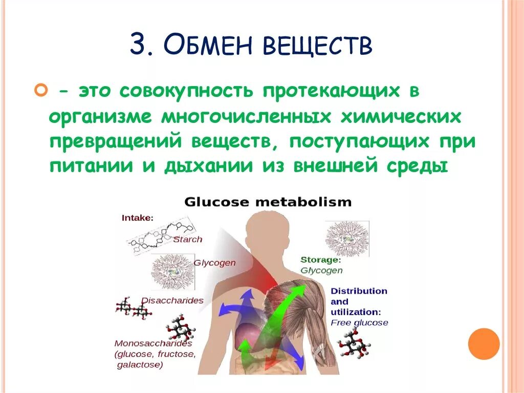 Обмен веществ. Обменные процессы в организме. ОБМГ веществ в организме человека. Процессы обмена веществ в организме человека.