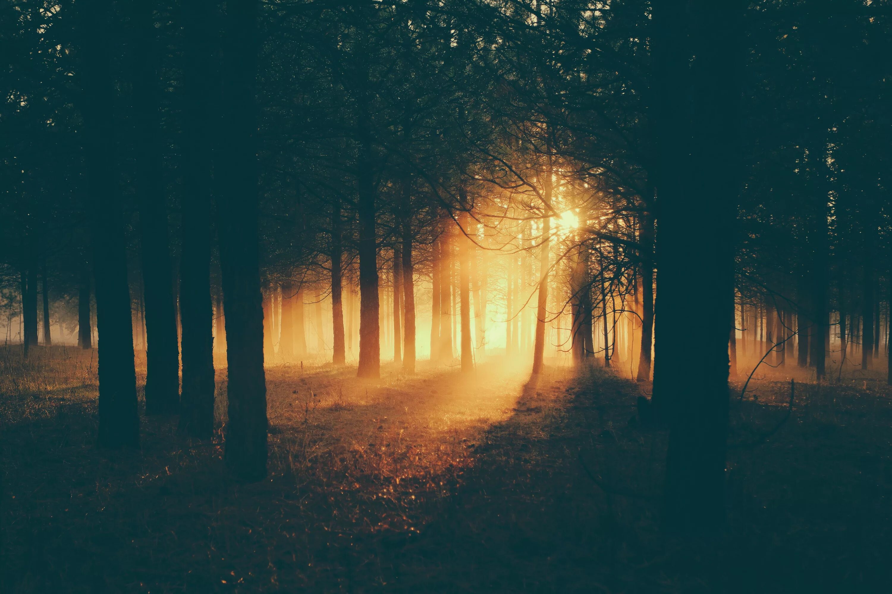 Светлая среди темных. Ночной лес. "Солнце в лесу". Темный лес. Эстетика леса.