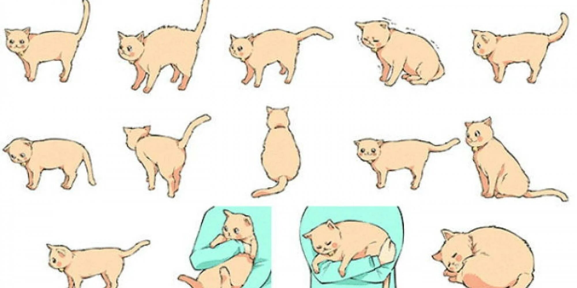 Коты в разном возрасте. Коты в разных позах. настроение кошки. кошачьи позы. настроение кота по хвосту.