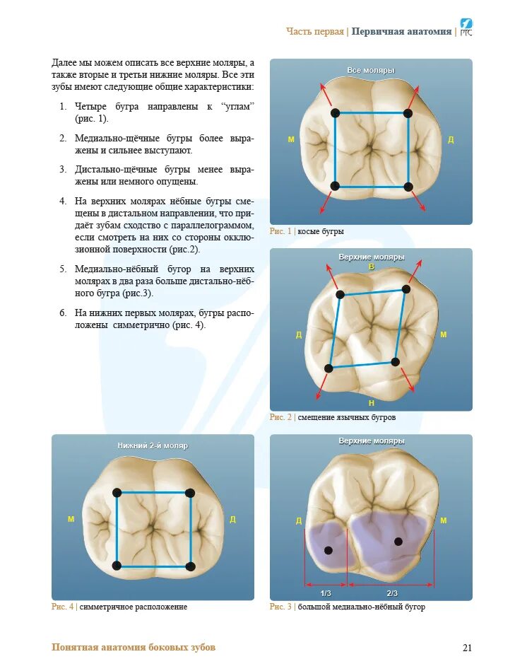 анатомия жевательных зубов нижней челюсти. анатомия зуба стоматология. 6 анатомия коронки. анатомия зубов для зубных техников атлас. первичная анатомия зубов.