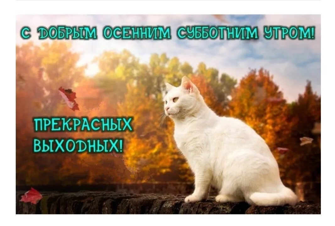 Доброе утро субботы осень. С добрым осенним субботним утром. Осенние выходные. С добрым осенним утром субботы прикольные.