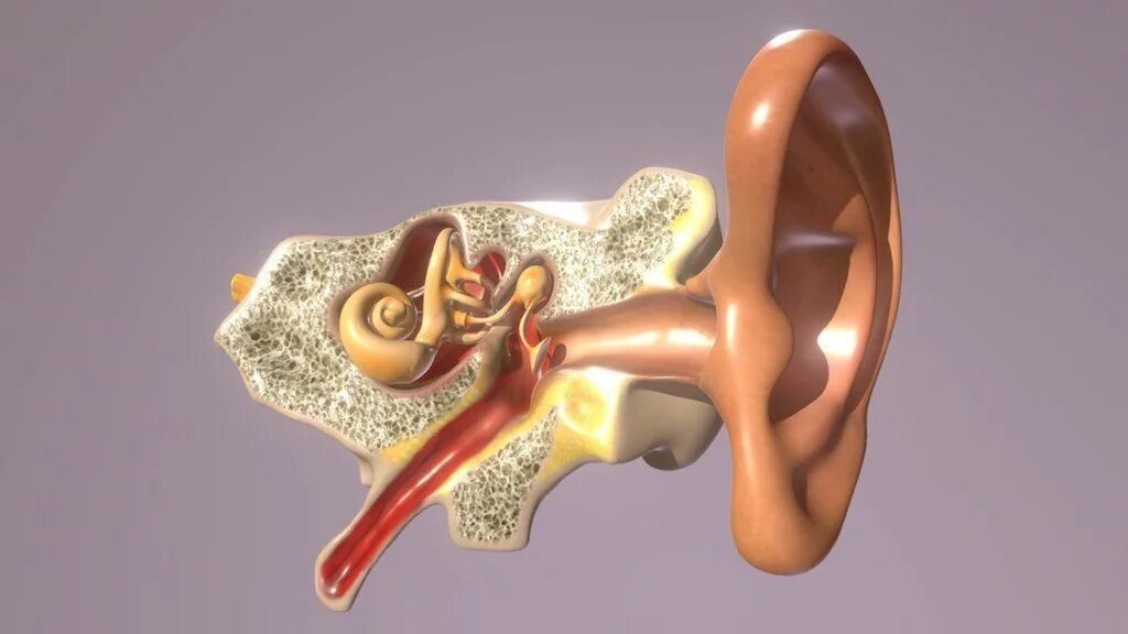 Изменение в среднем ухе. Ухо человека модель. 3d модель слухового аппарата. Косточки среднего уха. Слуховые косточки анатомия.