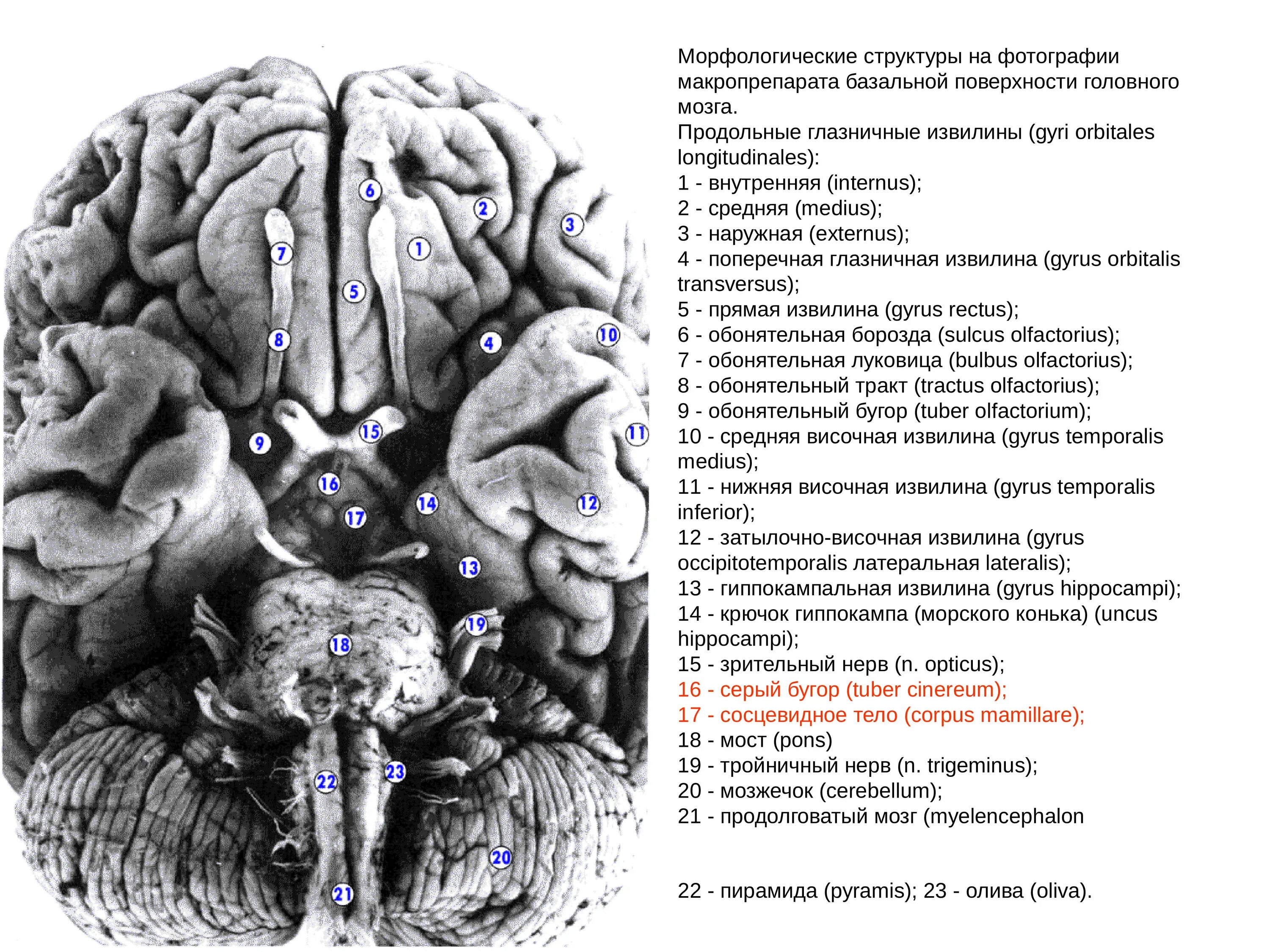 Базальная поверхность головного мозга борозды. Строение головного мозга вид снизу. Базальная поверхность головного мозга извилины. Базальная поверхность головного мозга анатомия. Серый мозг латынь