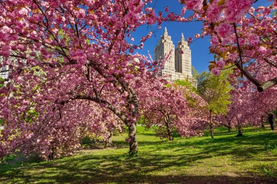 Spring central