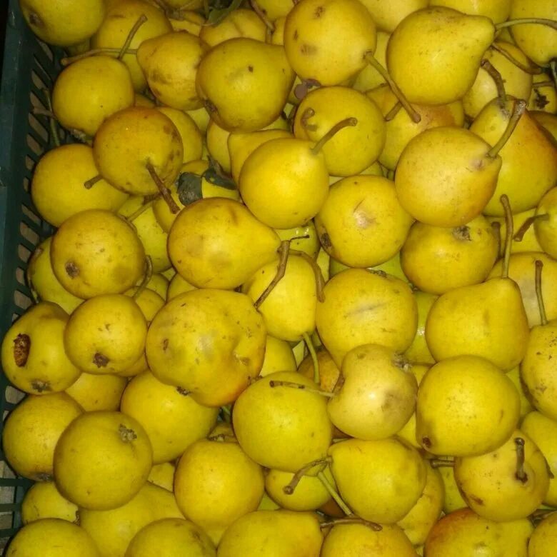 Падалица сливы. Ведро груш. Груша северянка. Груша самарская жемчужина. Груша ведро.