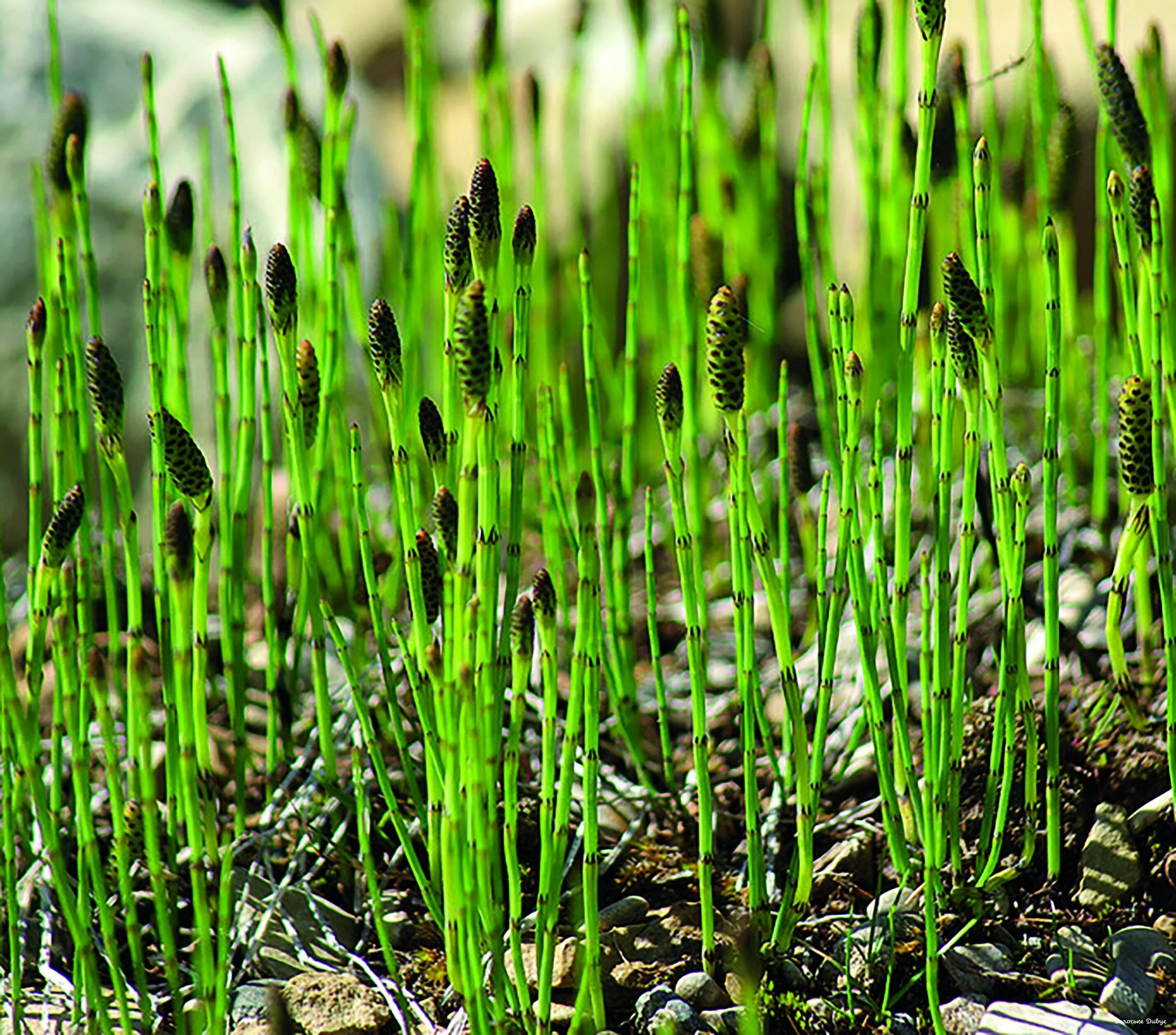 Болотистая трава. Хвощ болотный Equisetum palustre. Хвощ болотный (Equisetum palustre l.). Хвощ топяной. Хвощ камышовый.