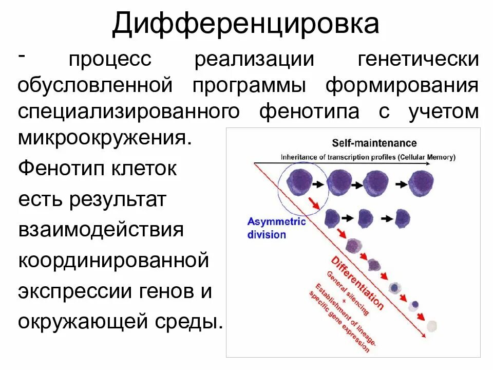 Схема клеточной дифференцировки. Дифференцировка клеток биохимия. Молекулярные механизмы процесса дифференцировки. Процесс дифференциации клеток. Детерминация клеток