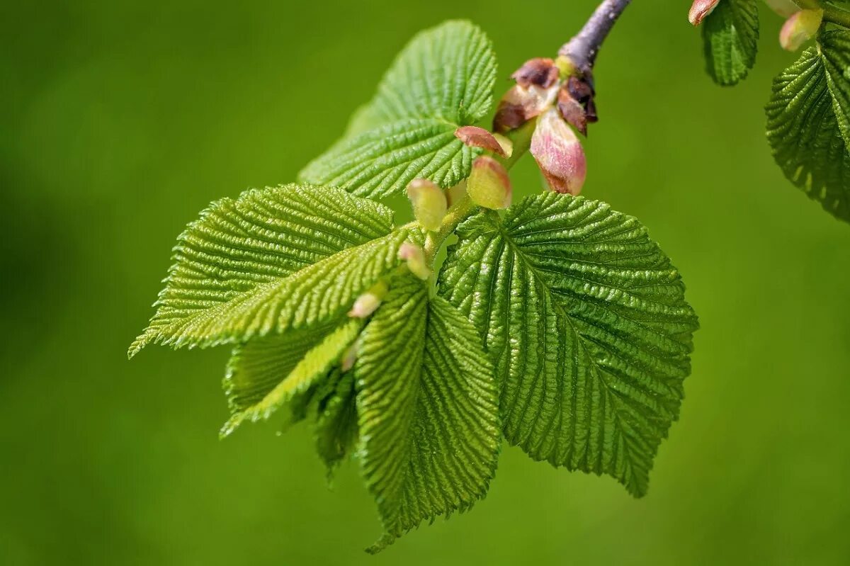 Карагач описание. Вяз гладкий (Ulmus laevis). Вяз граболистный Берест. Вяз Ильм карагач Берест. Вяз граболистный (Ulmus suberosa).