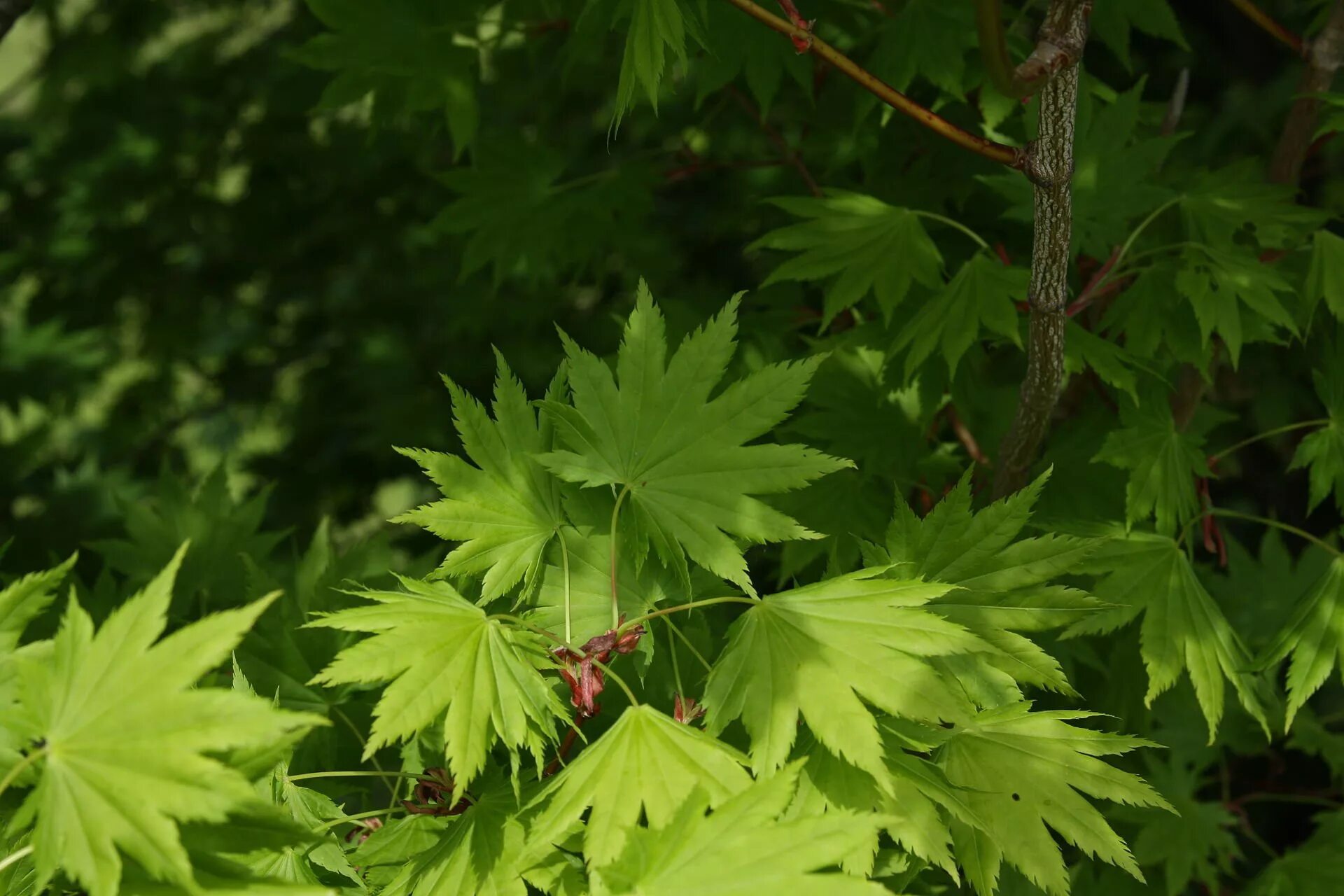 Клён японский (Ácer japónicum). Клен японский Acer japonicum. Клен калифорнийский остролистный. Клен аконитолистный.