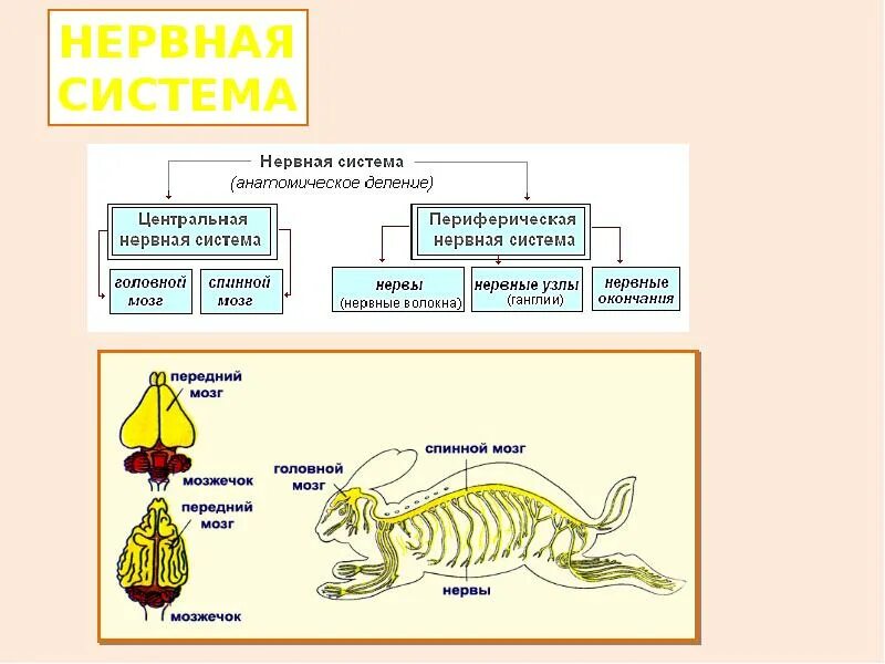 Нервная система млекопитающих 8 класс. Нервная система млекопитающих схема. Класс млекопитающие нервная система. Периферическая нервная система млекопитающих. Нервная система млекопитающих 7 класс.