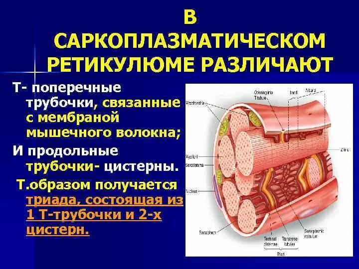 Строение трубочек. Саркоплазматический ретикулум и т трубочки. Саркоплазматический ретикулум. Поперечные трубочки мышечного волокна. Функция т трубочек в мышечном волокне.