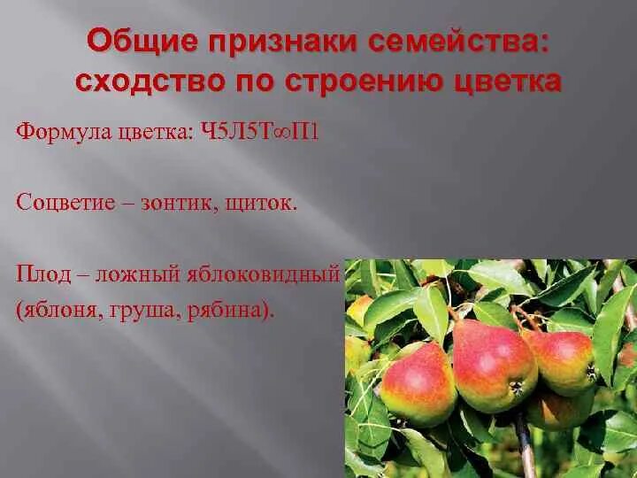 Яблоко считается центристской партией. Яблоко считается центристской партией