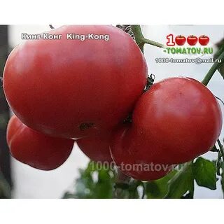 Семена король кинг