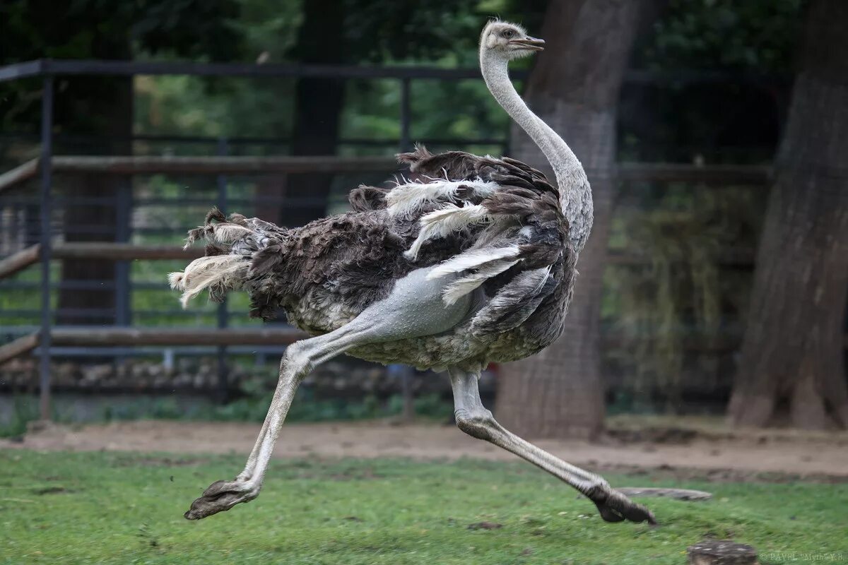 Страус скорость бега. Страус бежит со скоростью. Страус высота в метрах. Страус бежит со скоростью. Страус скорость бега км/ч.