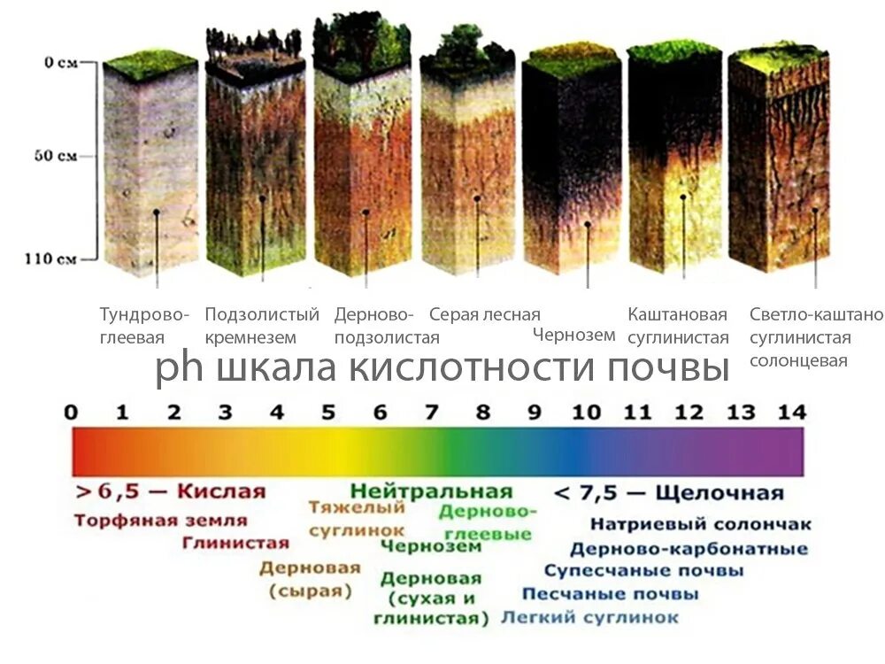Глинистая почва кислая