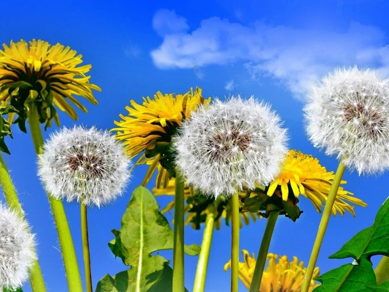 Одуванчик красносемянный. Букет из одуванчиков. Одуванчики на вднх. Одуванчик желтый. Новогоднее украшение парка.