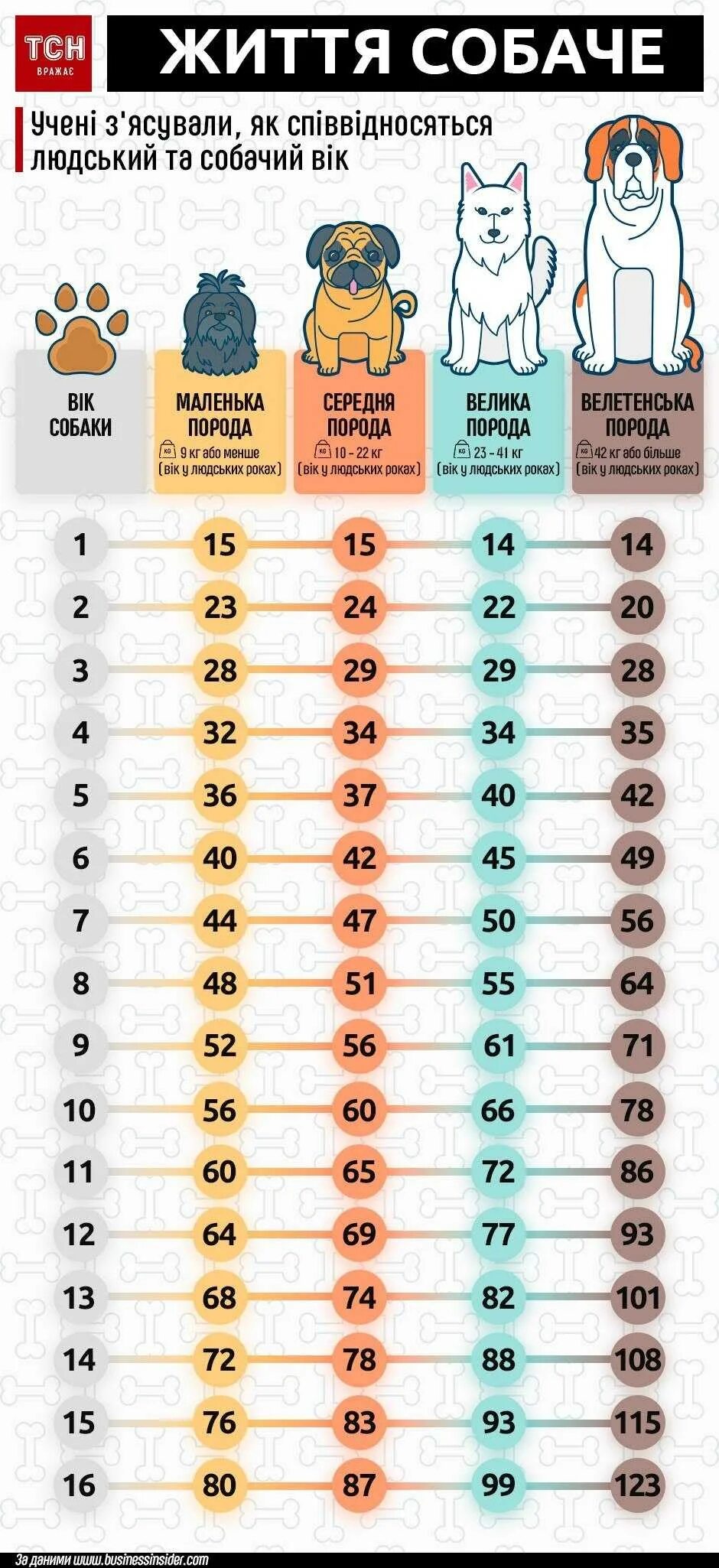 13 собачьих лет в человеческих. Возраст собаки по человеческим меркам таблица. Возраст собаки по человеческим меркам таблица той. Возраст собаки в человеческих годах таблица. Возраст собак на человеческий Возраст таблица по породам.