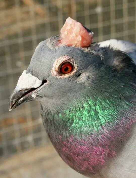 Free Images : wing, wildlife, beak, port, black, fauna, close up, dove, vertebra