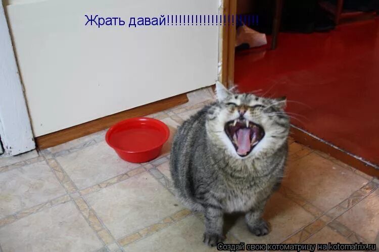 кот хочет стащить бутерброд. коты еда надпись. кот ворует пиццу. котик с едой. смешные картинки обожрался.