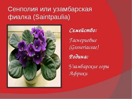 Где растут фиалки