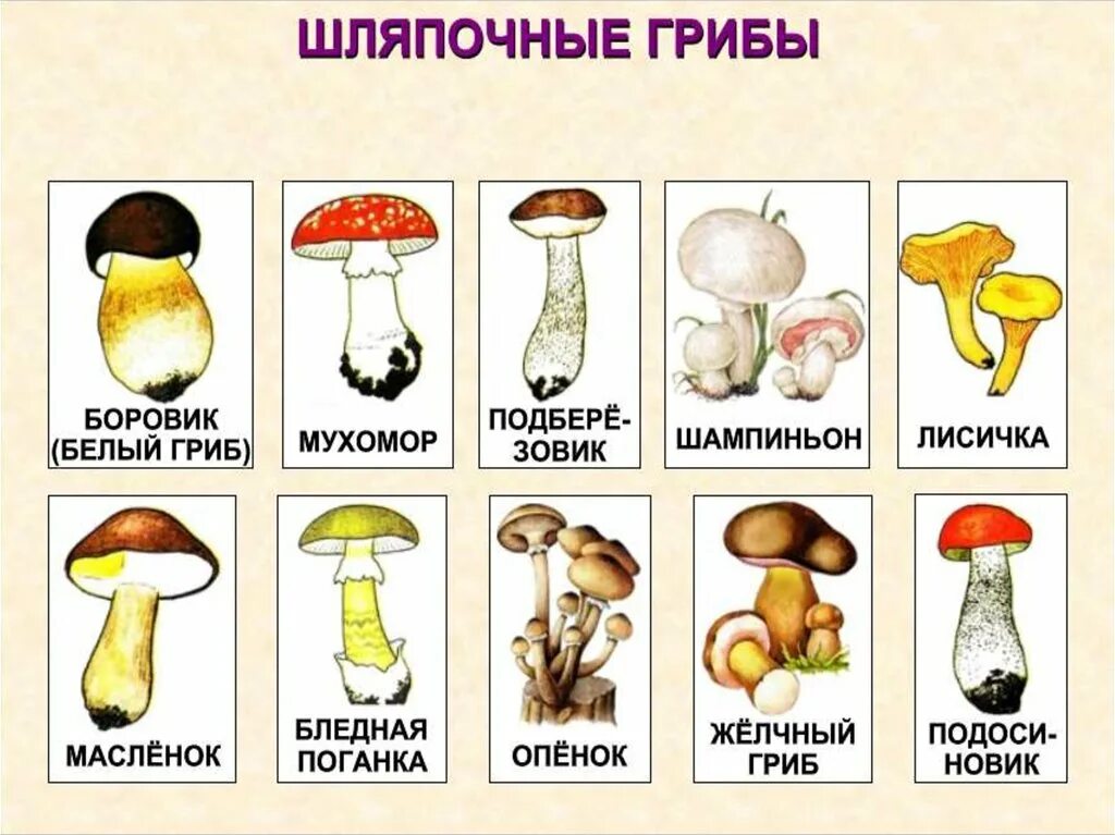 Есть грибы главная. Грибы: съедобные и несъедобные. грибы названия. съедобные грибы.