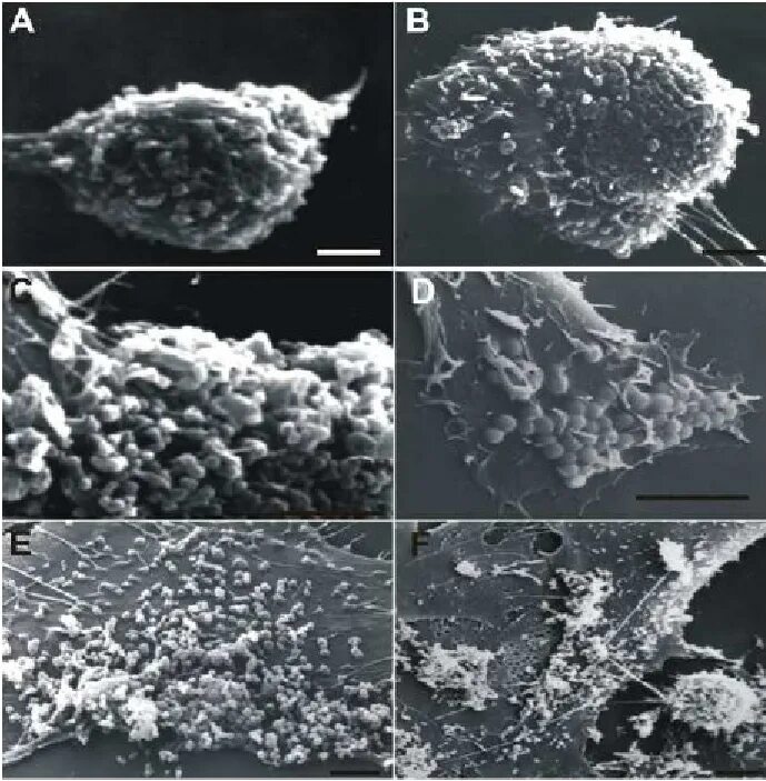 ДНК Ureaplasma (u.urealyticum, u.parvum) (количественное исследование). ДНК уреаплазма уреалитикум. Уреаплазма уреалитикум parvum. Уреаплазма парвум.