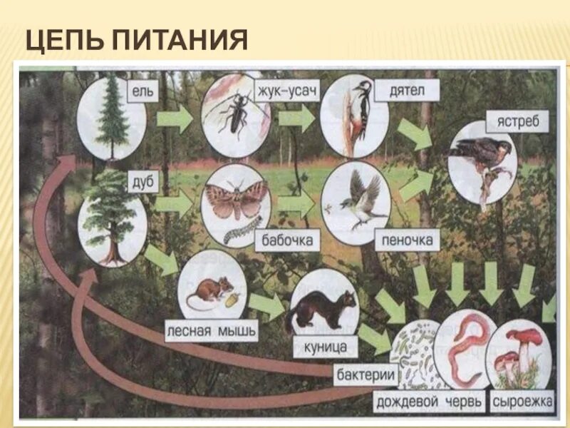 Примеры видов которые являются средообразовательными природных сообществ. Цепи питания. Пищевая цепочка питания. Цепь питания леса. Схема питания лесного сообщества.