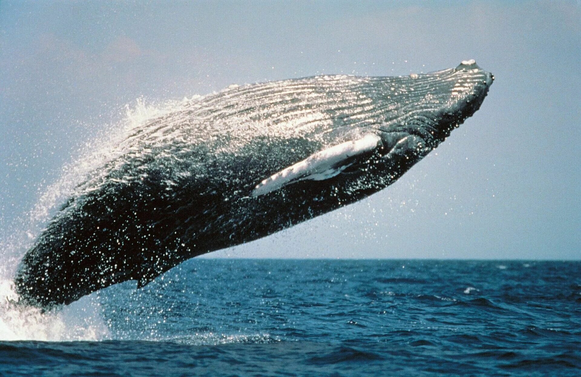 Самое большое животное жившее на земле. Горбатый кит. Кит полосатик Горбач. Горбатый кит Гавайи. Серый кит Горбач.