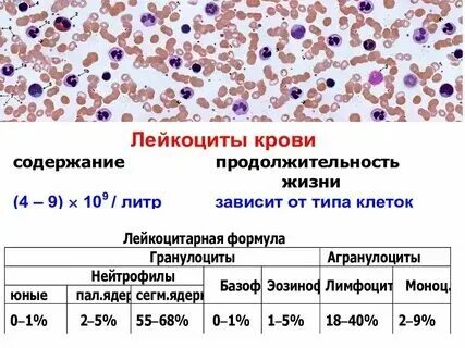 Лейкоциты единичные это что
