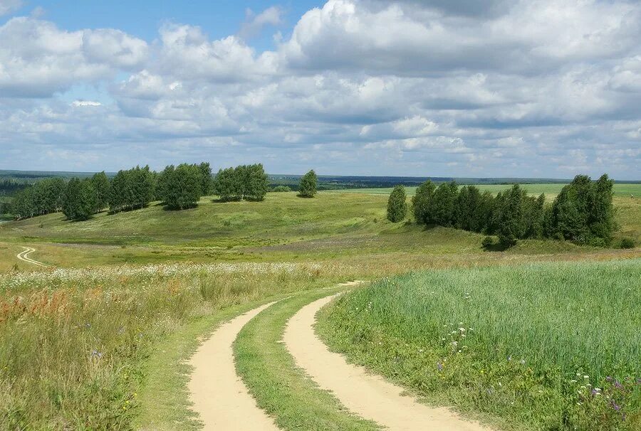 Какие выбрать для средней полосы. Луга среднерусской лесостепи. Среднерусская полоса России. Природа средней полосы России. Пейзажи среднерусской полосы.